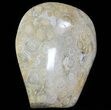 Free-Standing Polished Fossil Coral (Actinocyathus) Display #69369-1
